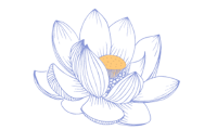 A lotus flower